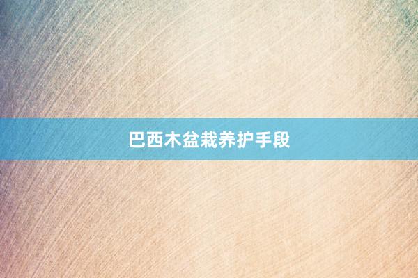 巴西木盆栽养护手段